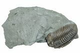 Flexicalymene Trilobite Fossil - Mt Orab, Ohio #257650-1